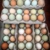 Assorted Chicken