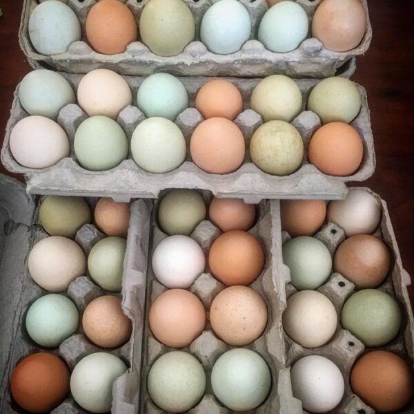 Assorted Chicken