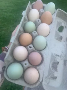 Easter Egger 