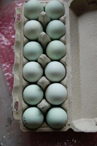 Easter Egger
