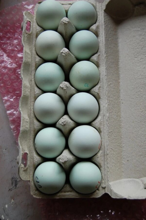 Easter Egger