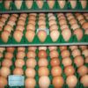 Rhode Island Red